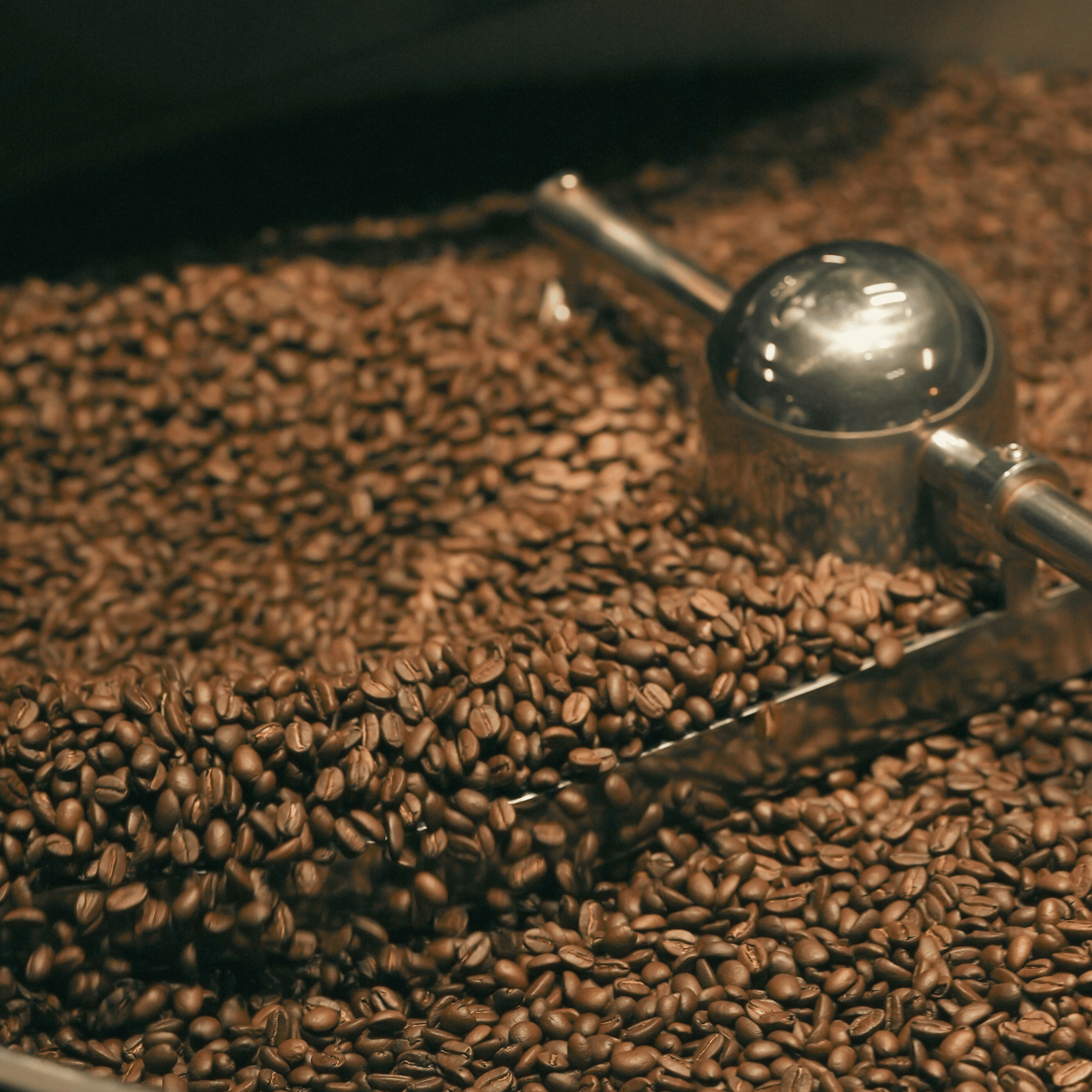 Friskristede kaffebønner der hviler efter ristning før brygning