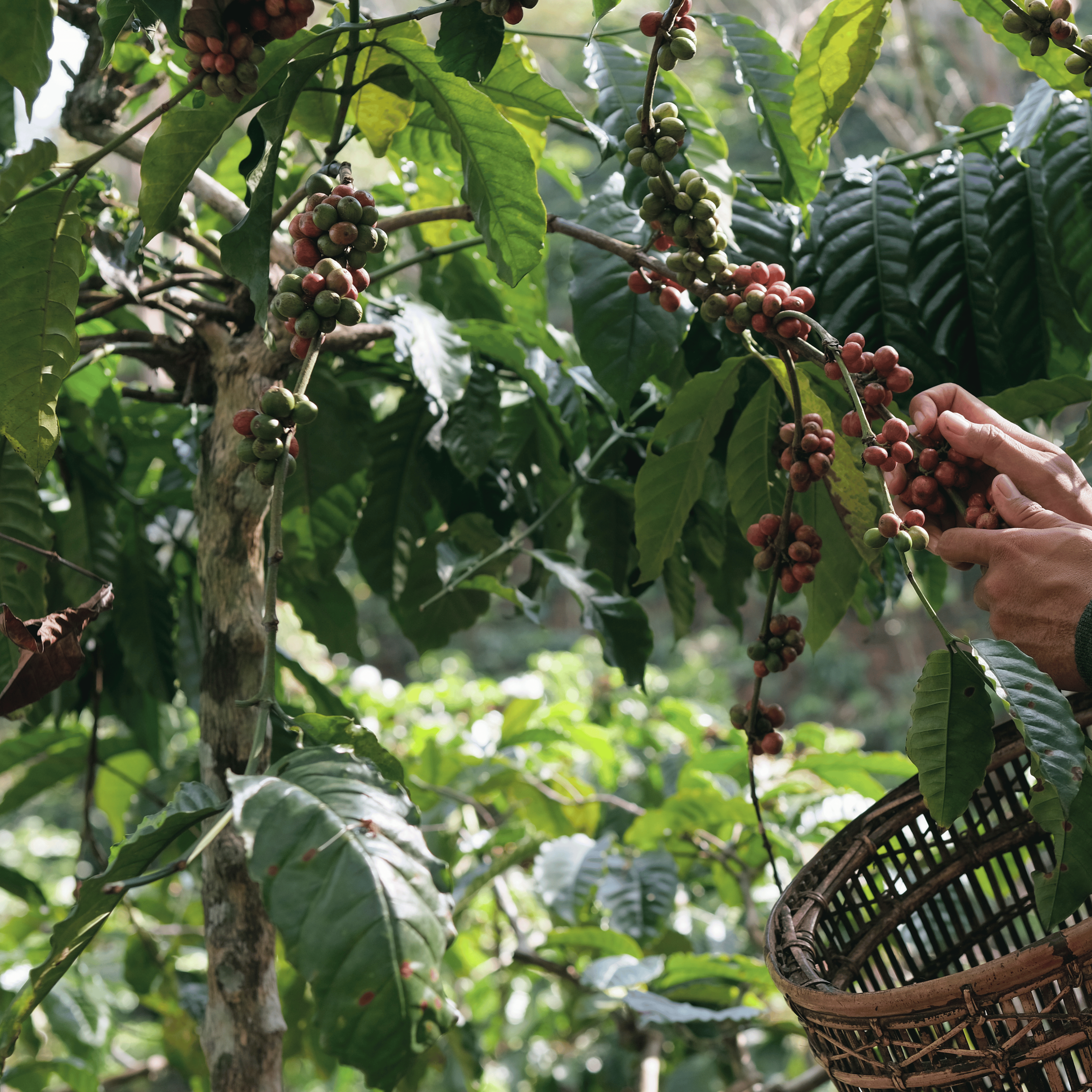 Friskristet kaffe fra Tanzania med frugtige noter og balanceret syrlighed