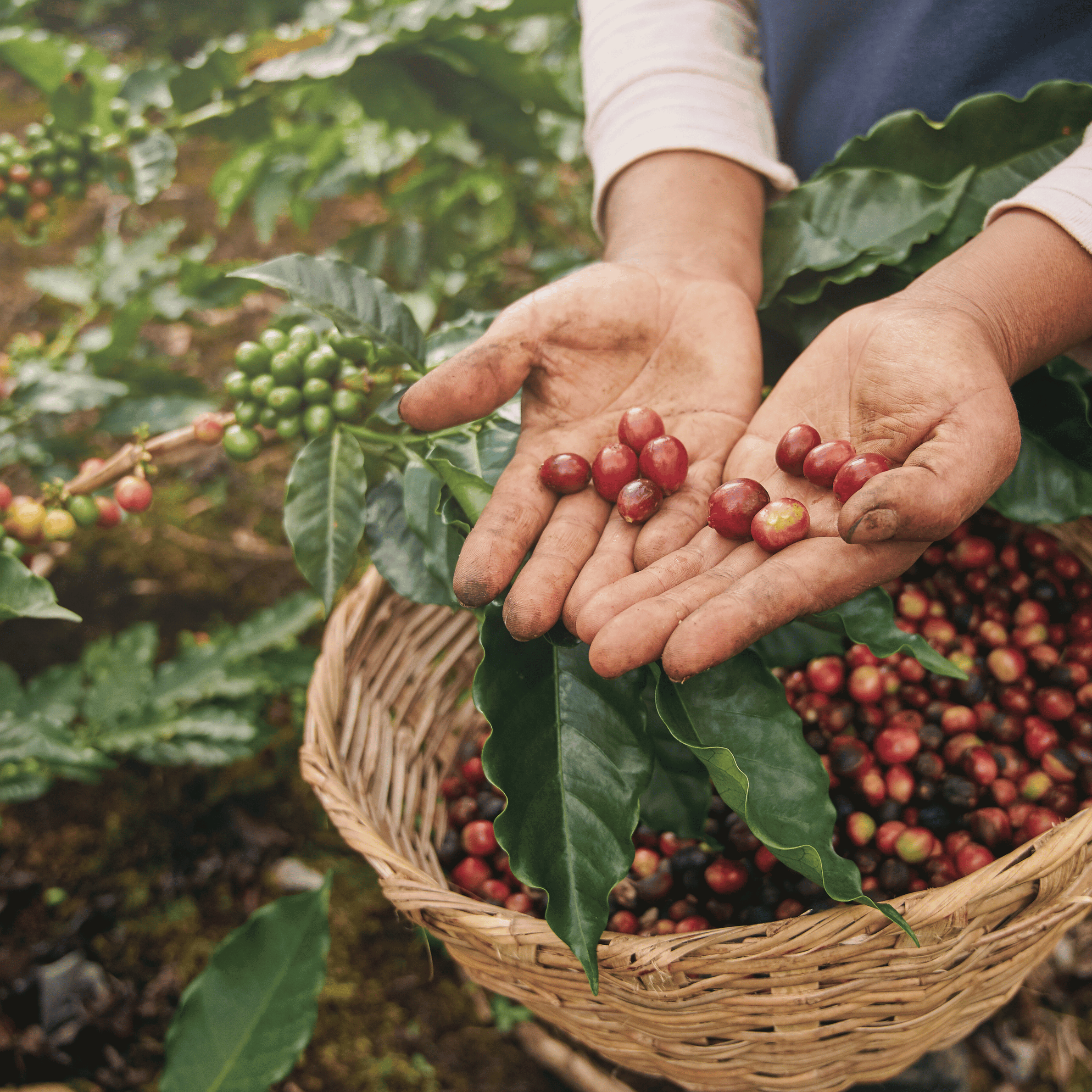 Kaffefarm i høj altitude, hvor dyrkningshøjde påvirker kaffens smag og kompleksitet