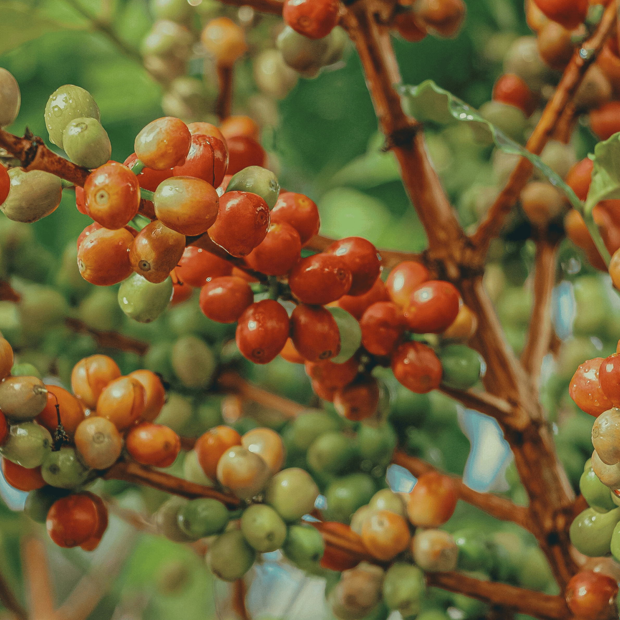 Smagshjul for kaffe, der viser forskellige smagsnoter og aromaer