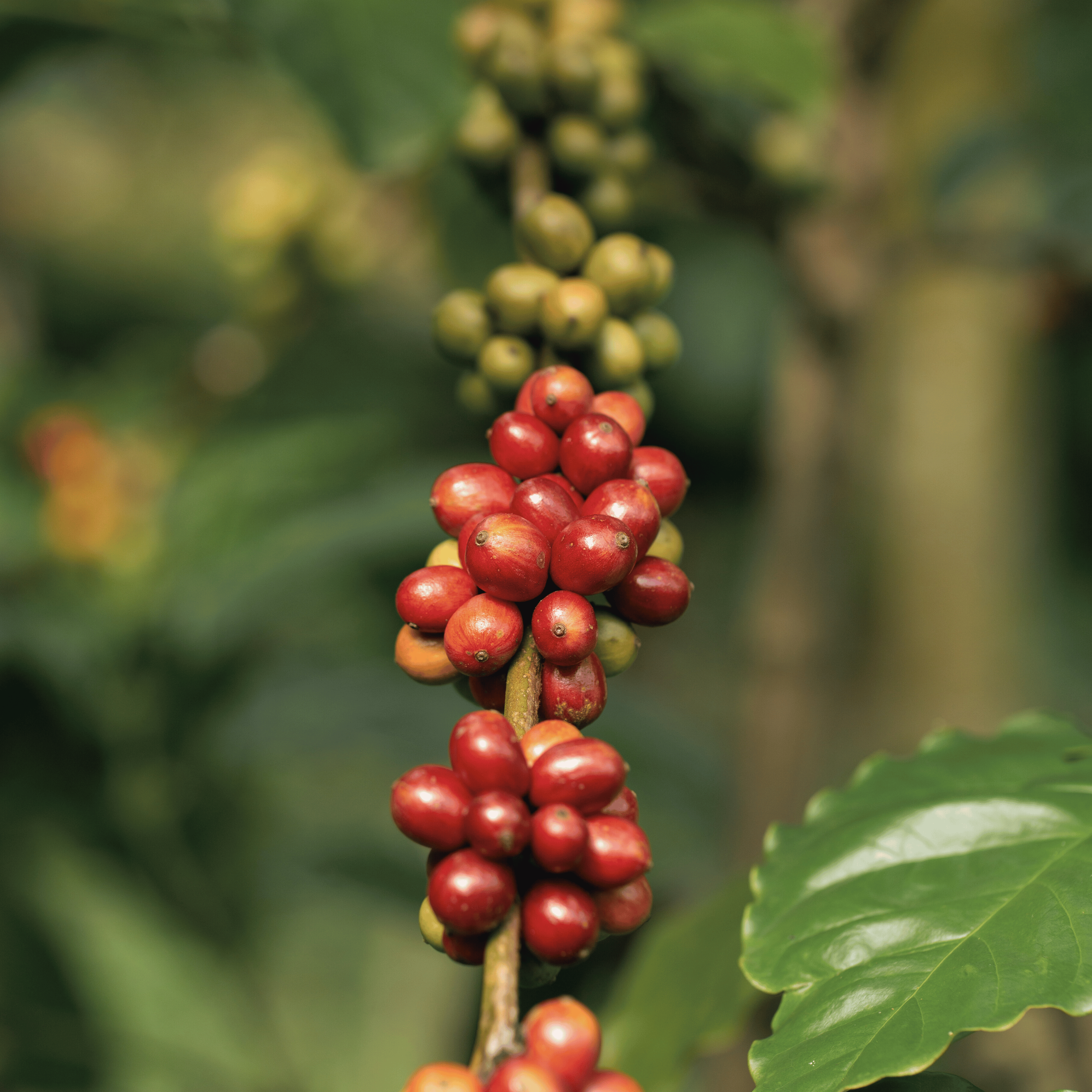 Kaffefarm i bjergområde der illustrerer terroir og kaffens oprindelse