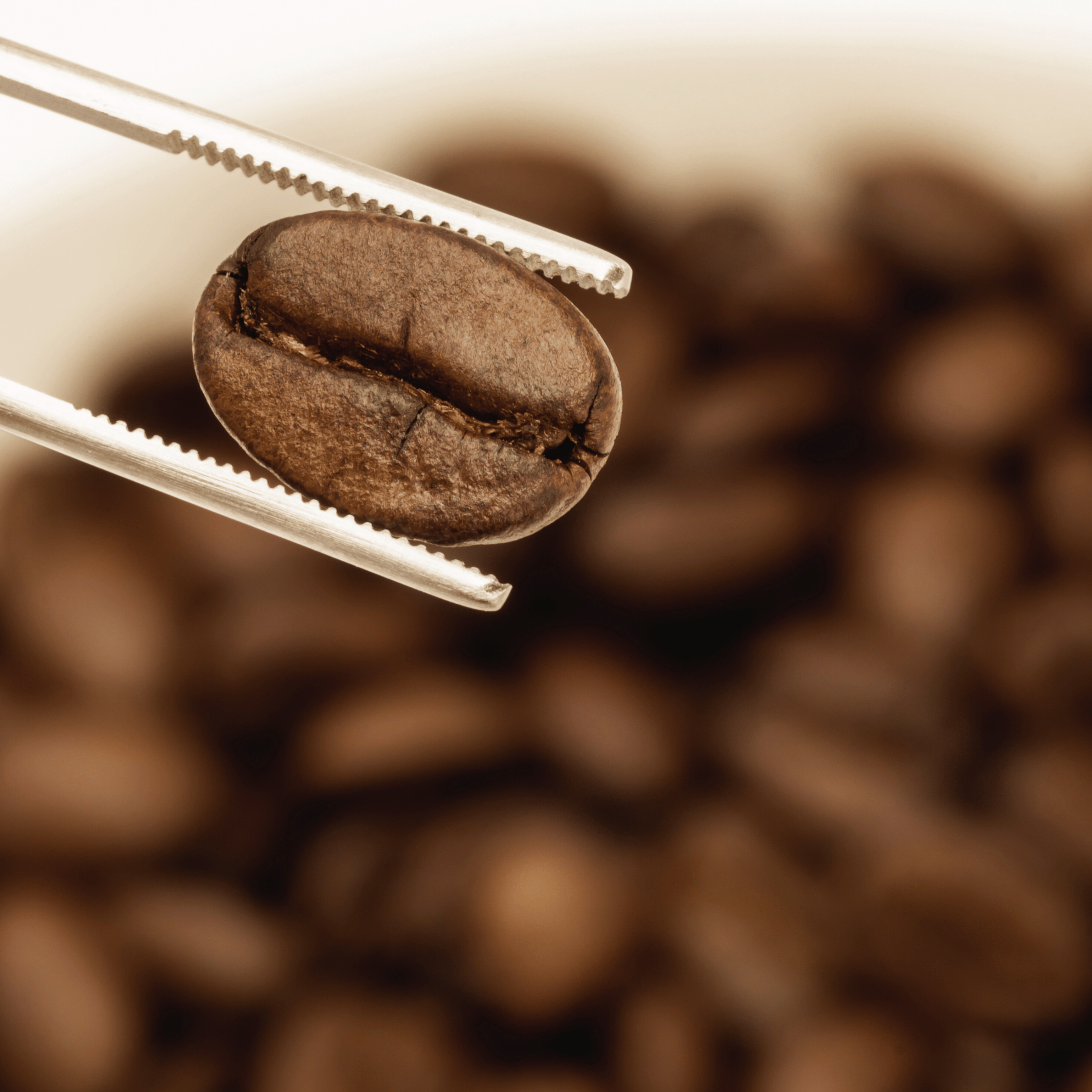 Brygning af specialty coffee med friskristede bønner