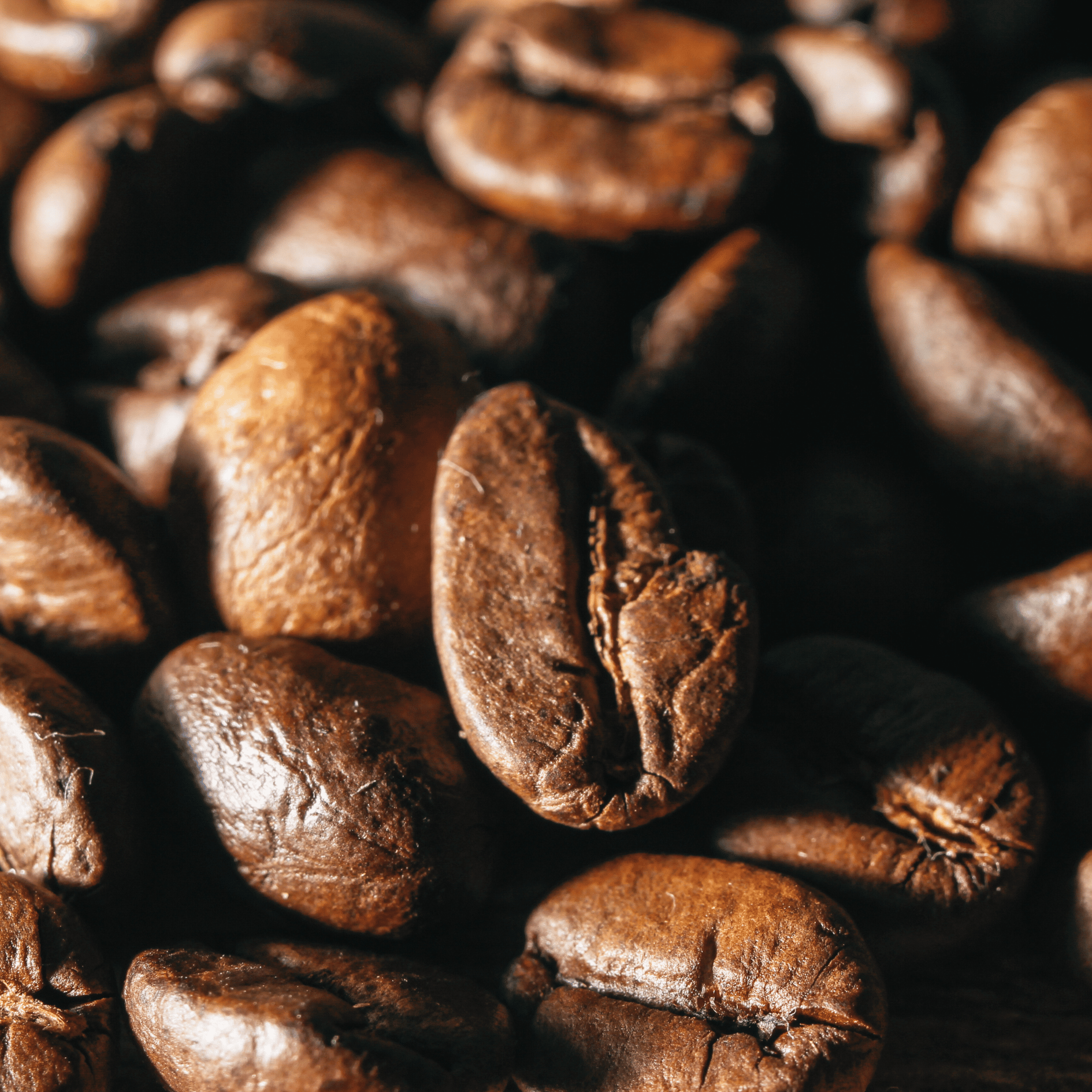 Friskristet kaffe fra GITZ COFFEE med 100 % Arabica-bønner i lys, mellem og mørk ristning.