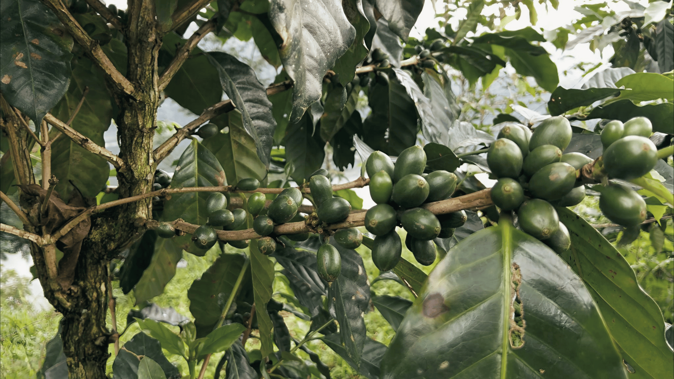 Arabica- og Robusta-kaffebønner vist side om side for at illustrere forskellen