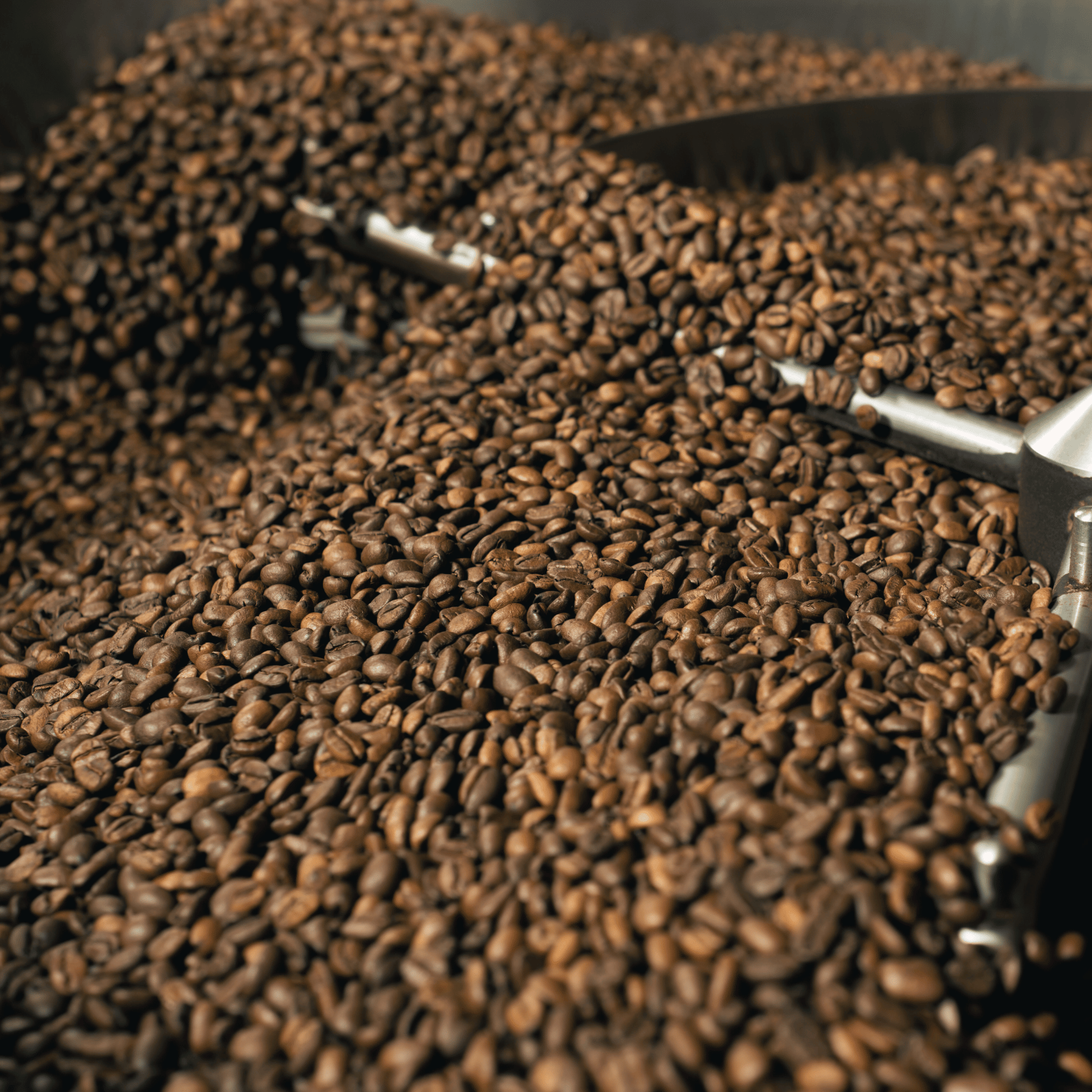 Nærbillede af friskristede 100% Arabica kaffebønner fra eget kafferisteri hos GITZ COFFEE.