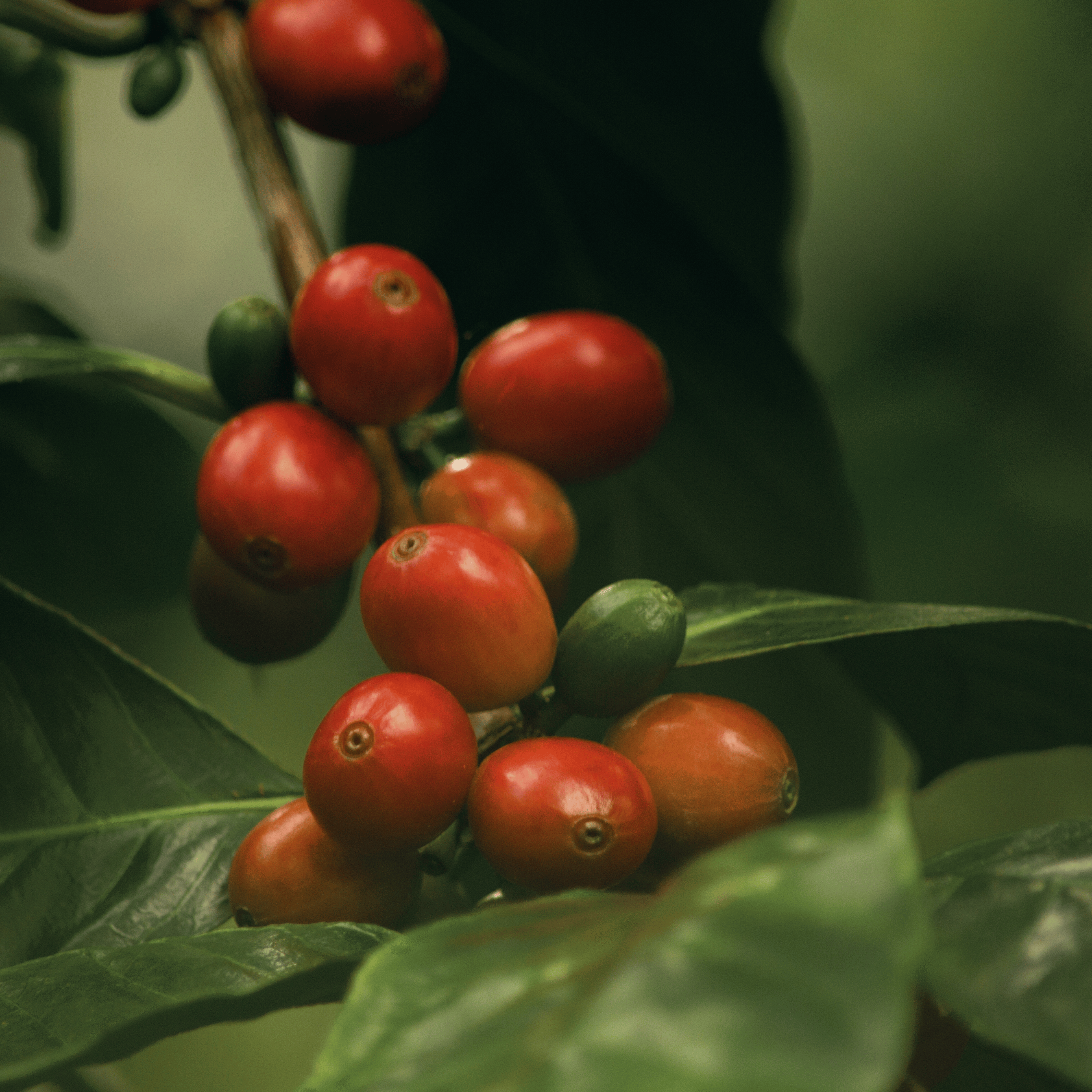 Modne kaffebær på kaffeplante, som illustrerer oprindelsen af brasiliansk kaffe.
