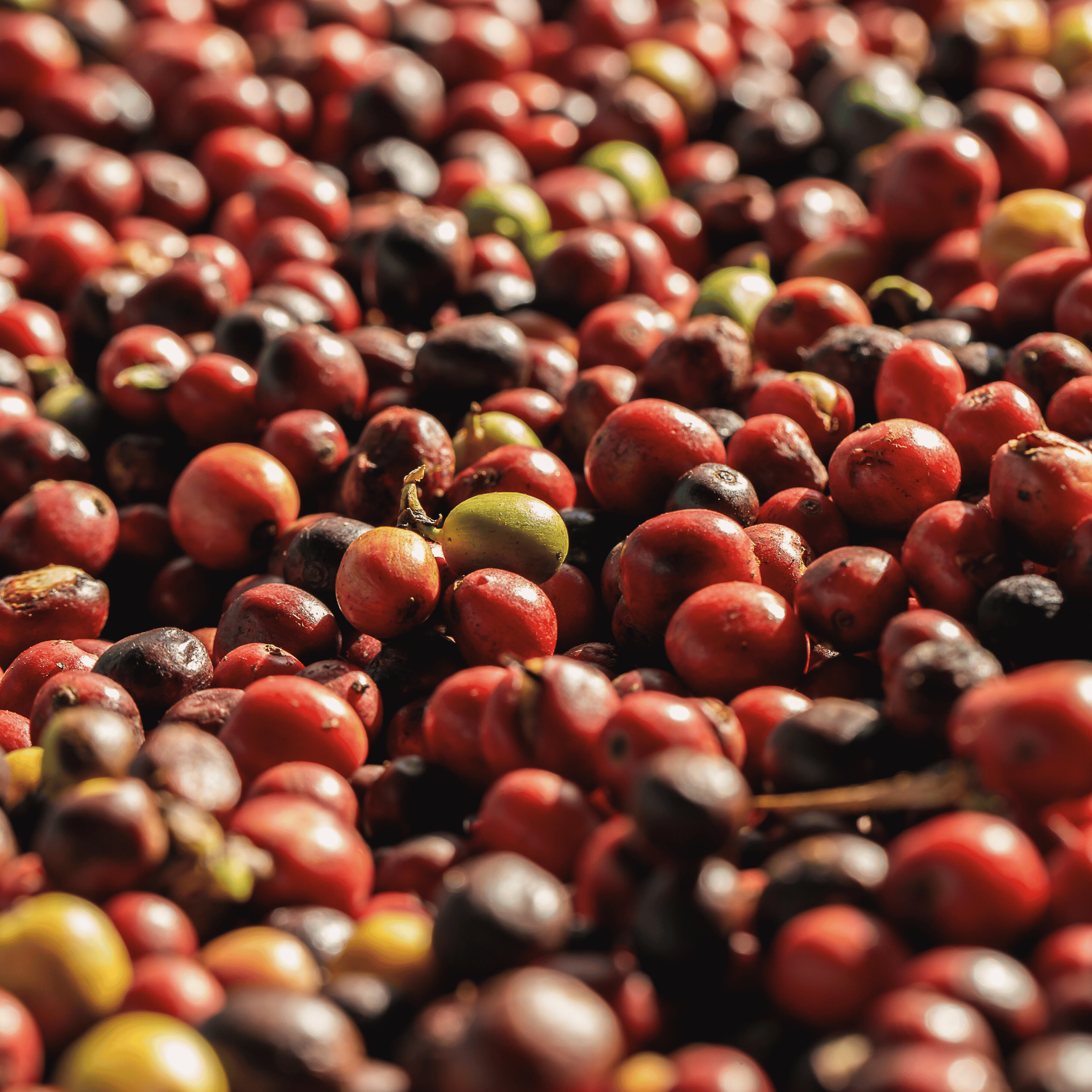 Filterkaffepakke med specialkaffe fra Kenya og Brasilien, der viser lysristet og mørkristet kaffe med frugtige og fyldige smagsnuancer.