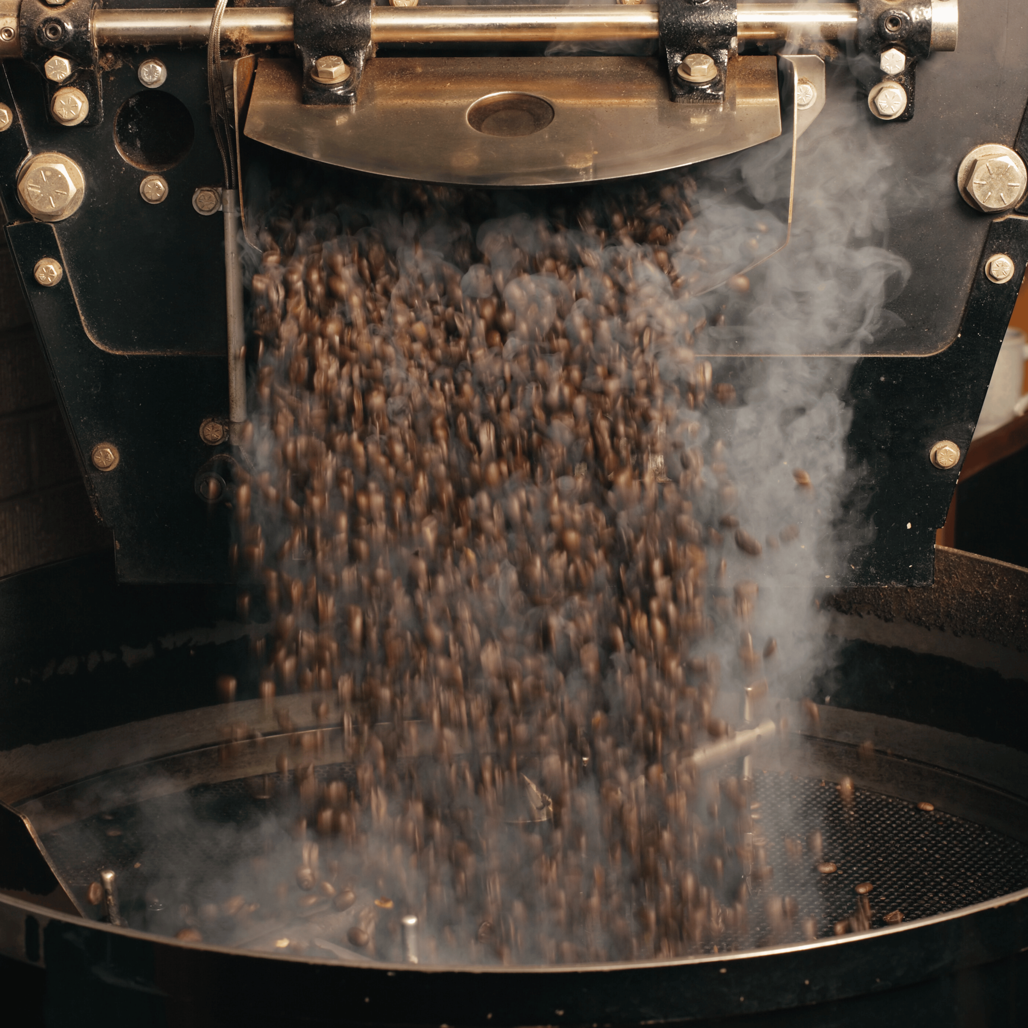 Friskristede kaffebønner kort efter ristning klar til brygning