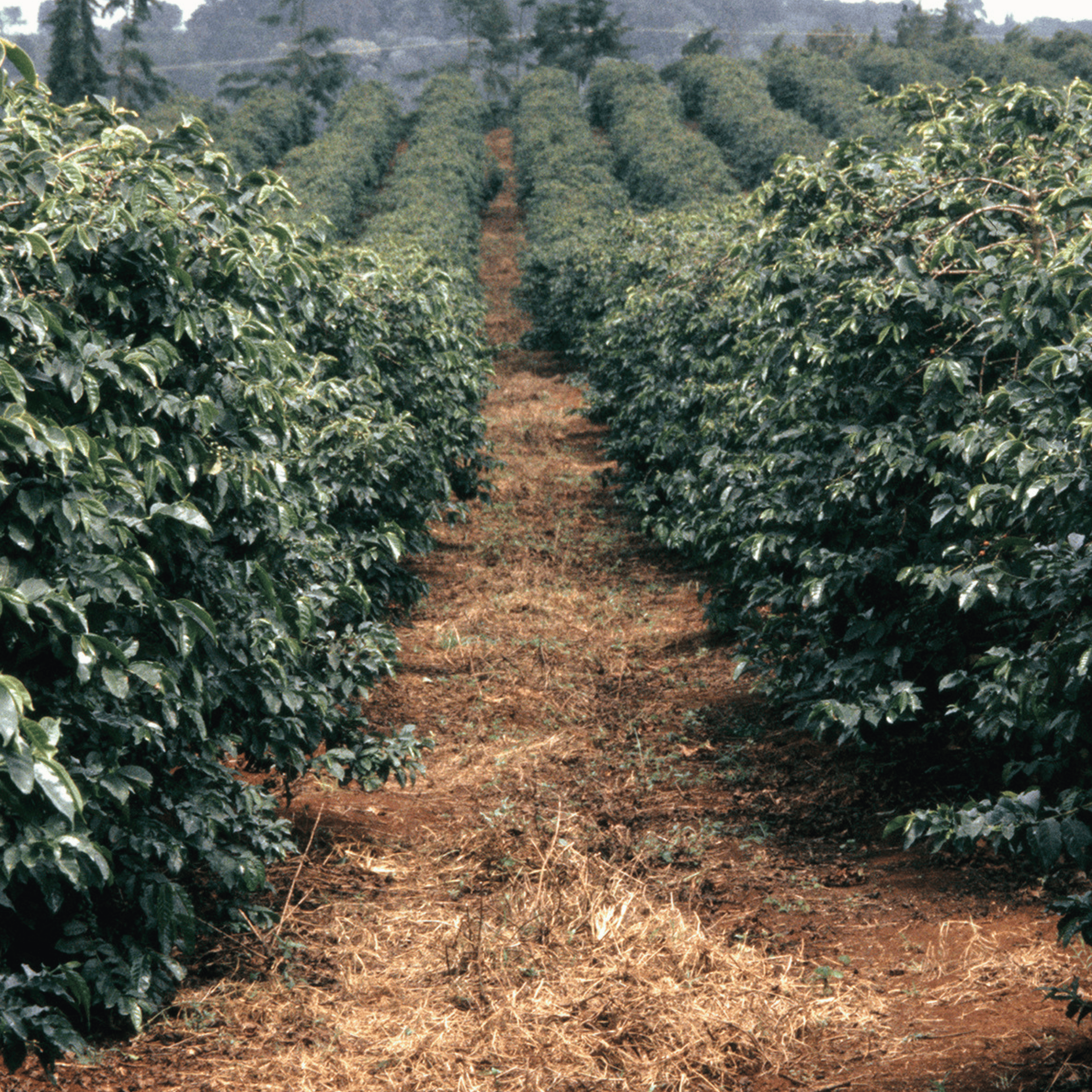 Friskristet Kenya AA kaffe fra Nyeri med noter af solbær og mørk chokolade