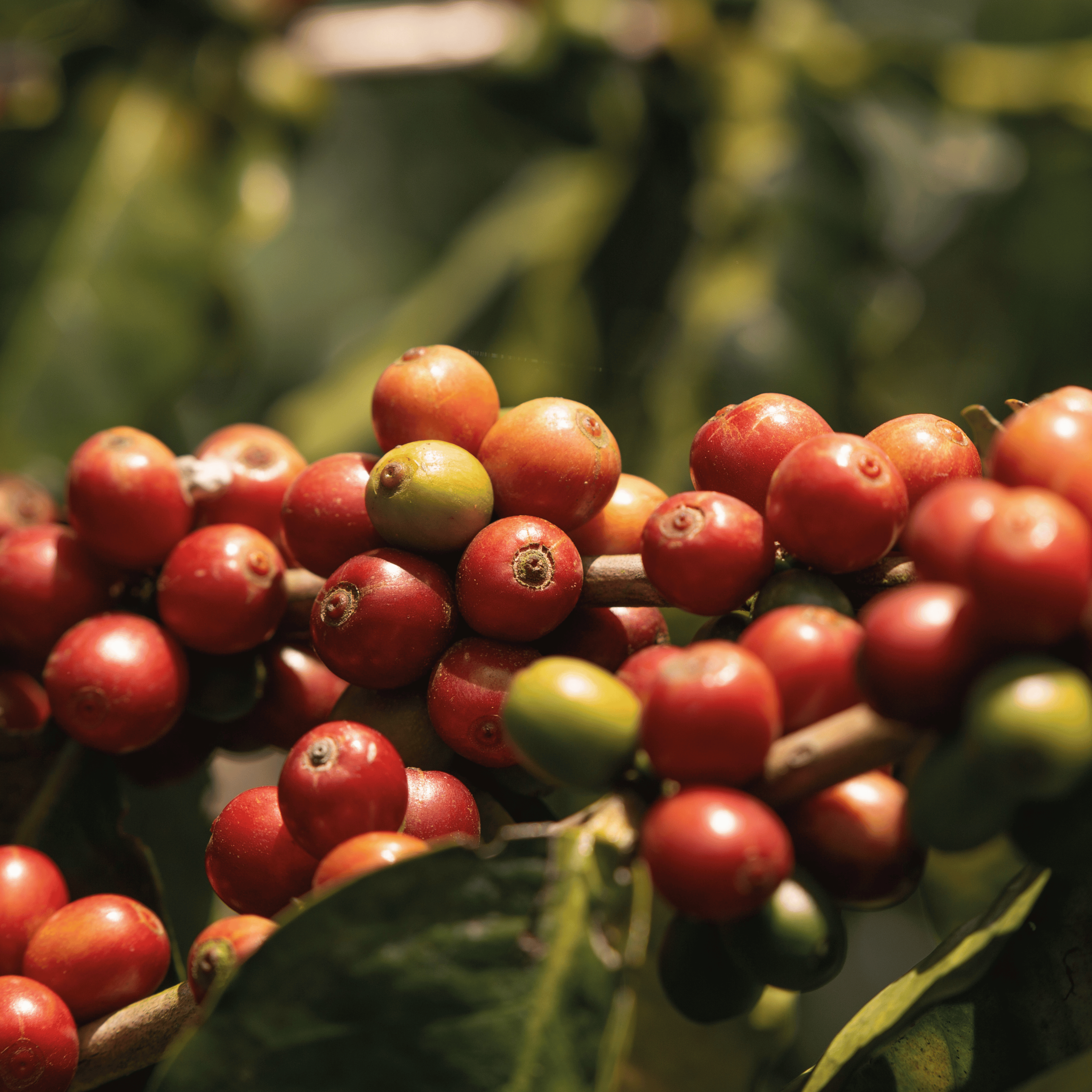 Friskristet colombiansk kaffe fra Huila med kompleks smag og balanceret syrlighed