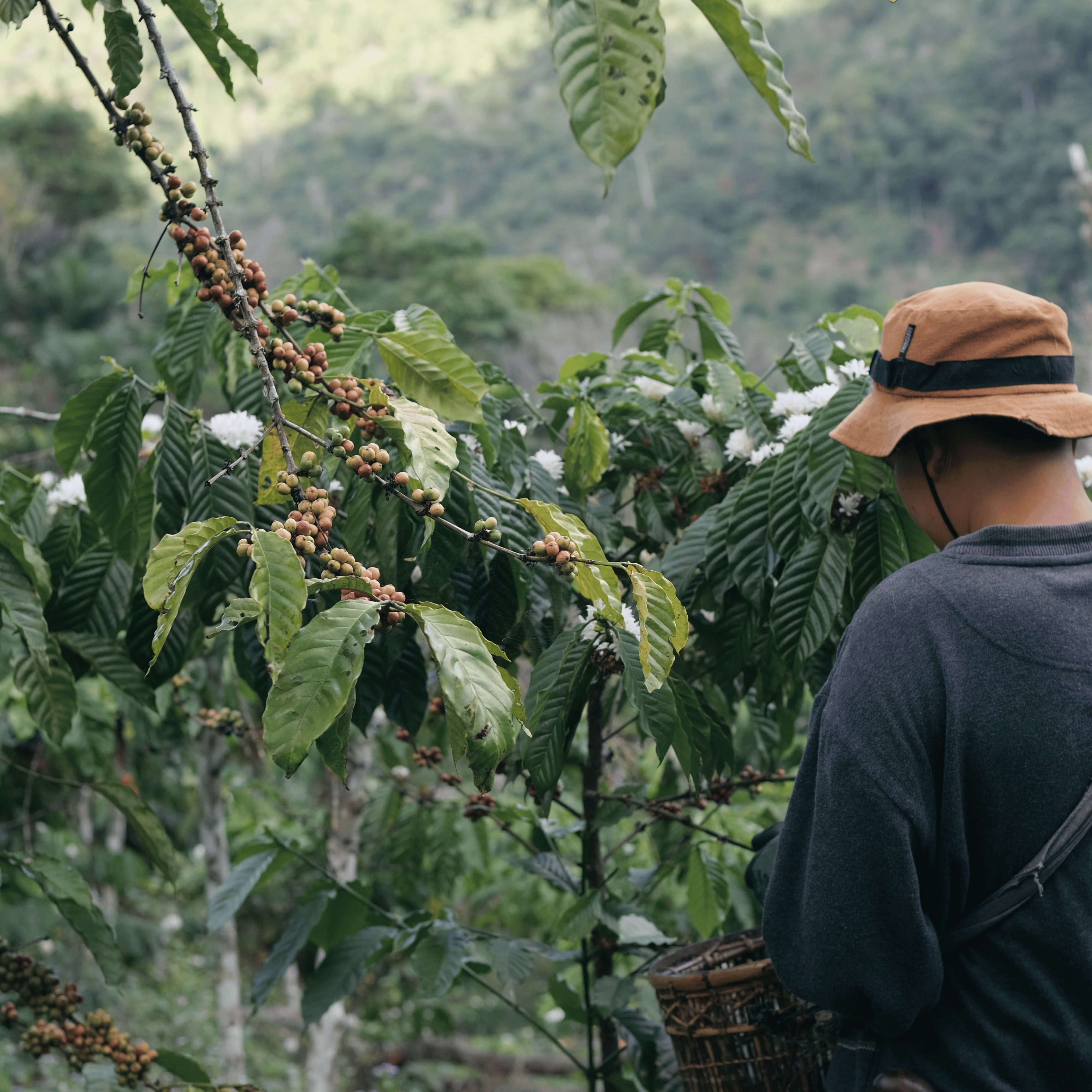 Friskristet kaffe fra Rwanda med florale noter og balanceret syrlighed