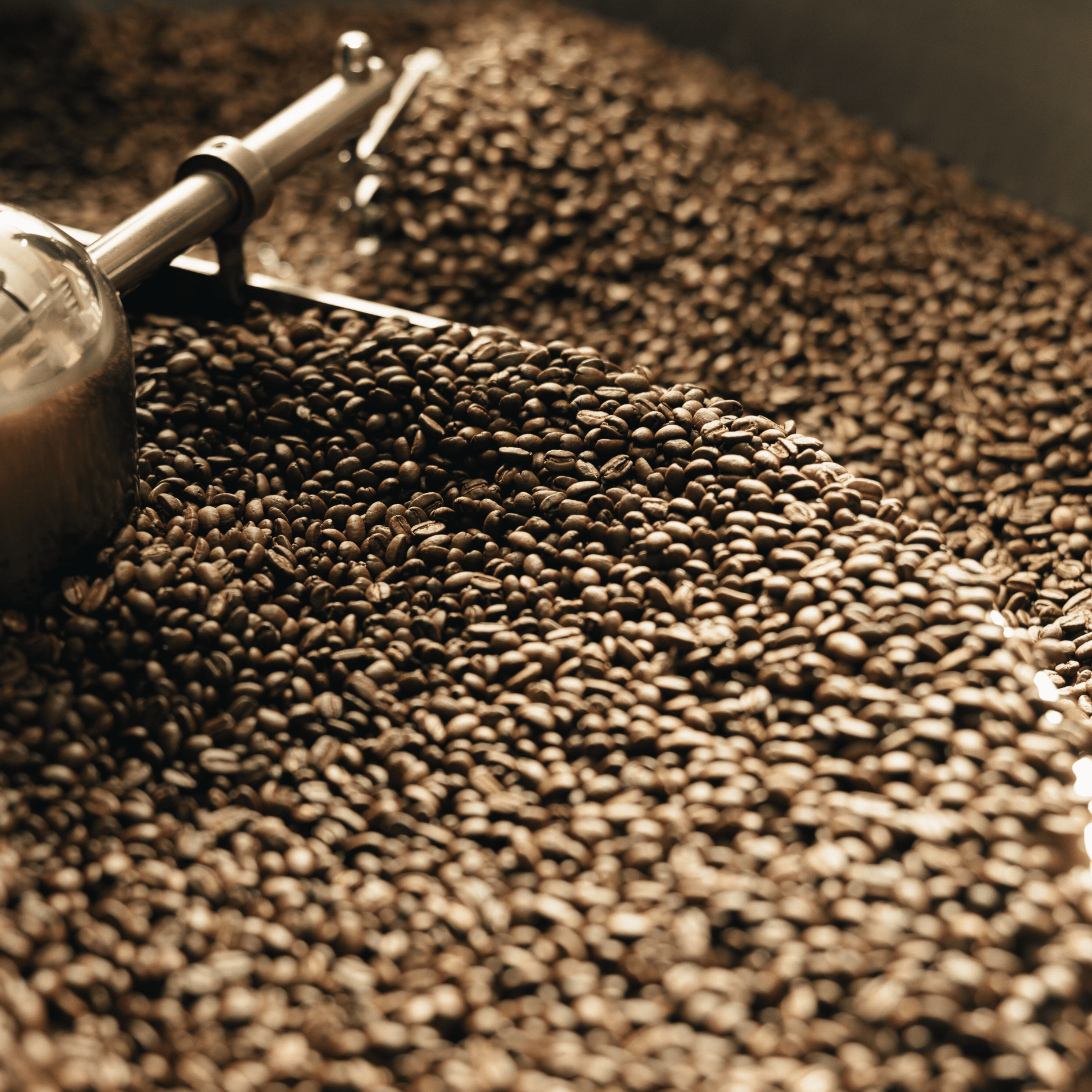 Friskristet specialkaffe fra eget kafferisteri med 100 % Arabica-bønner i forskellige ristningsgrader.
