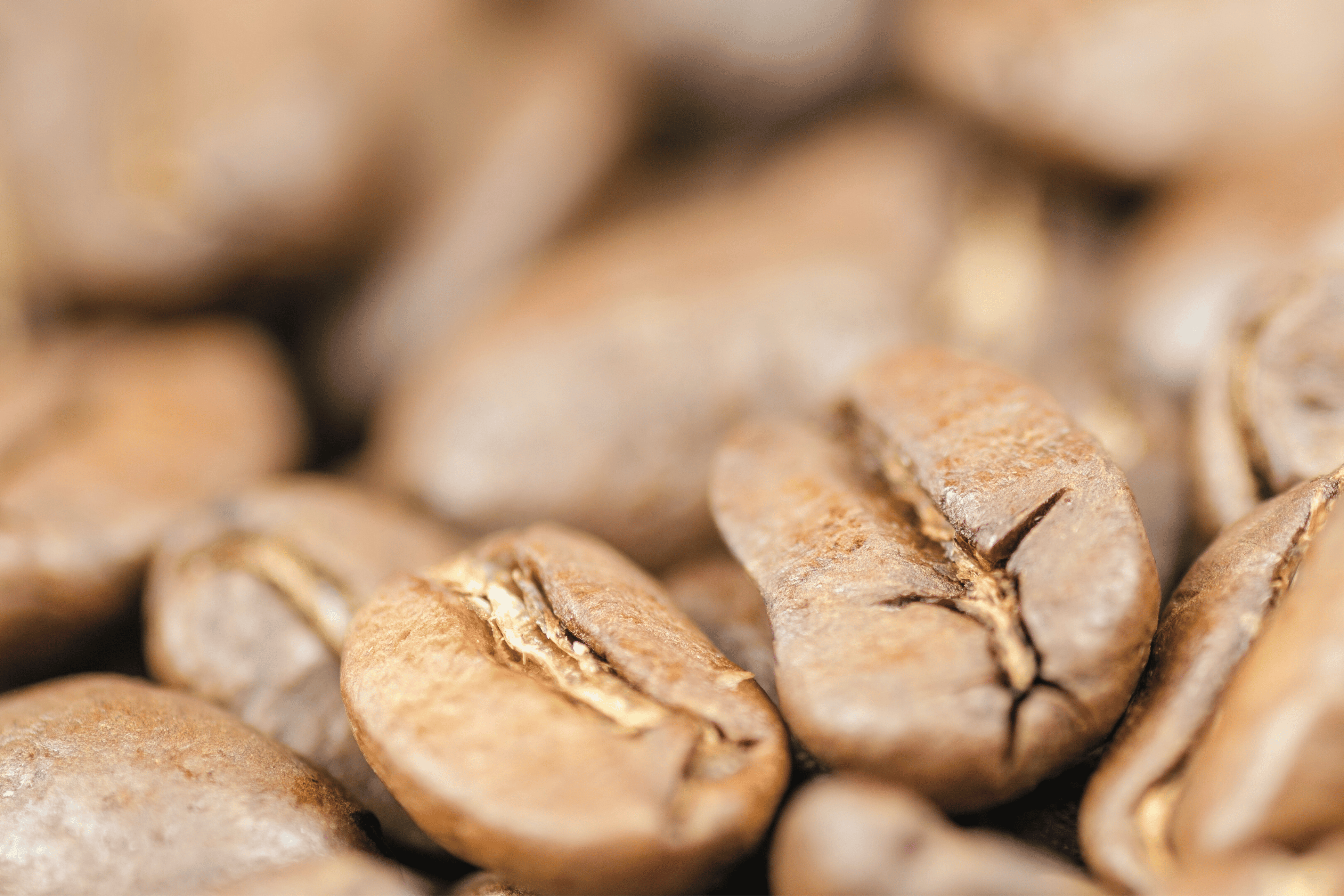 Friskristede kaffebønner sammenlignet med pakket supermarkedskaffe