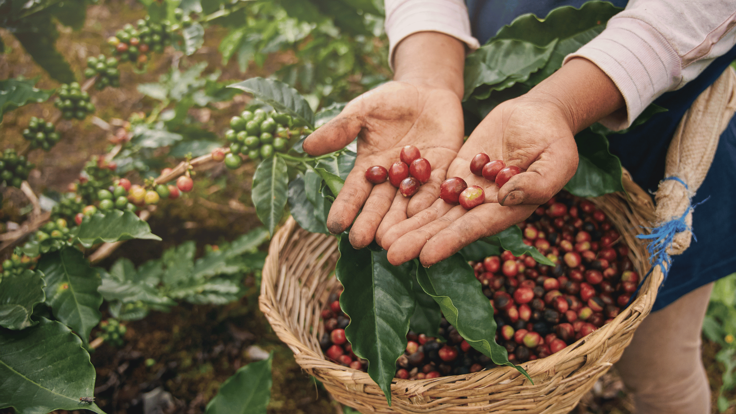 Kaffefarm i høj altitude, hvor dyrkningshøjde påvirker kaffens smag og kompleksitet