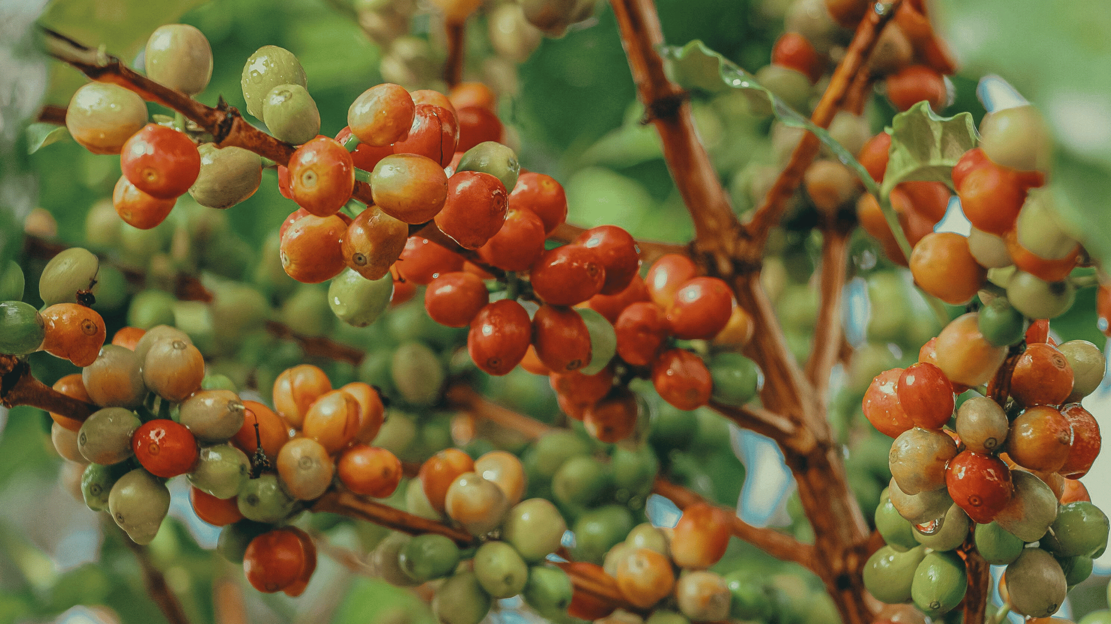 Smagshjul for kaffe, der viser forskellige smagsnoter og aromaer