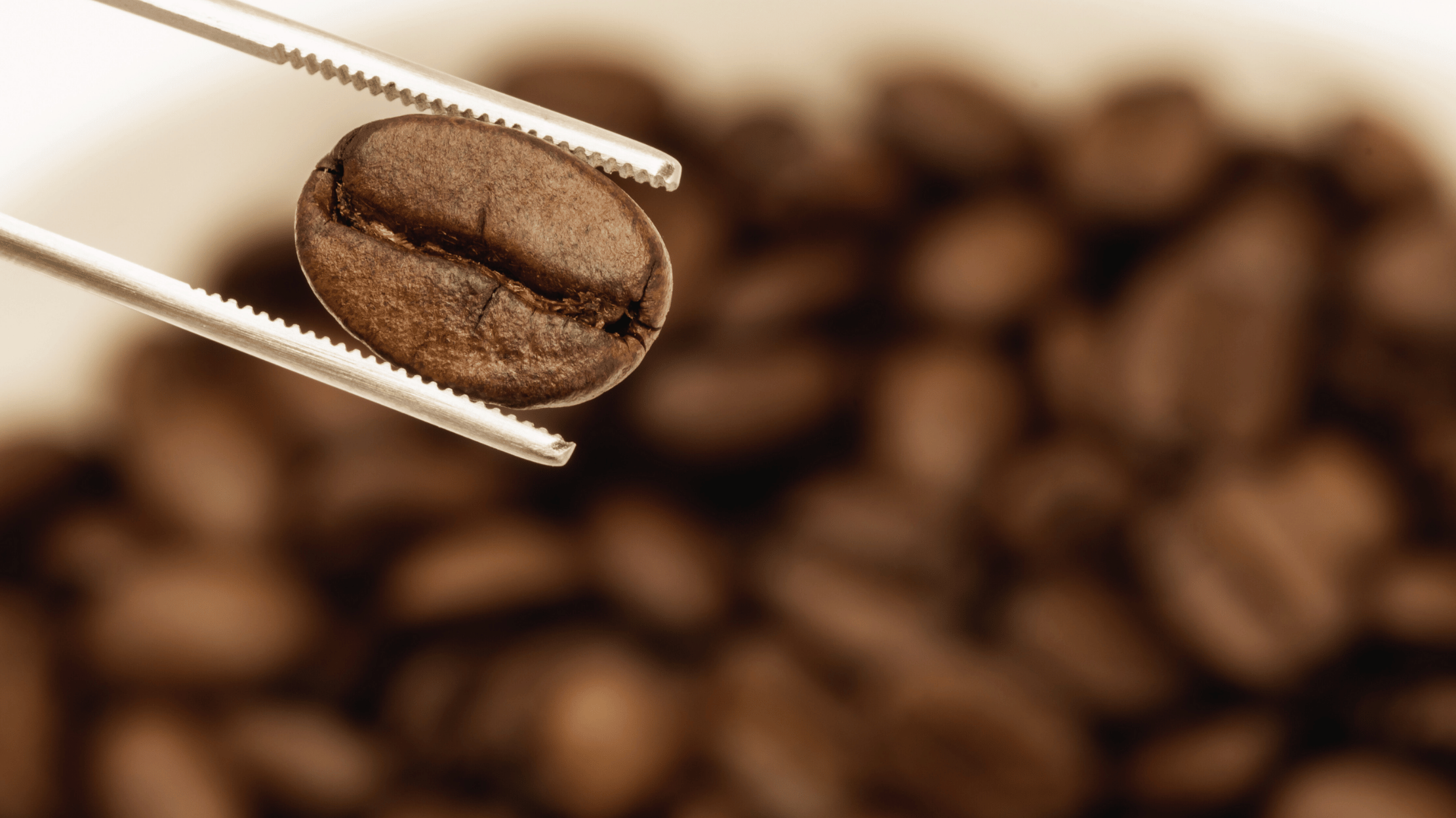 Brygning af specialty coffee med friskristede bønner