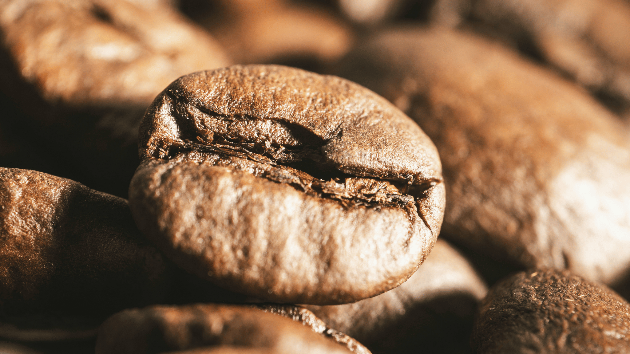 Friskristede kaffebønner opbevaret i pose med CO₂-ventil for optimal friskhed og aroma.