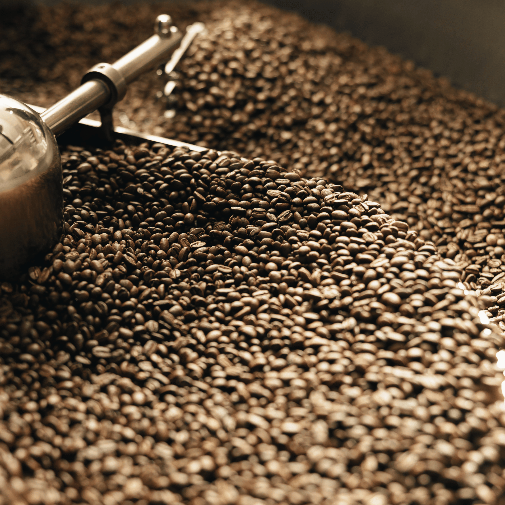 Kafferisteri integreret i caféen hos GITZ COFFEE, hvor ristning af grønne Arabica-bønner foregår bag glas med fokus på præcision, små batches og maksimal friskhed.