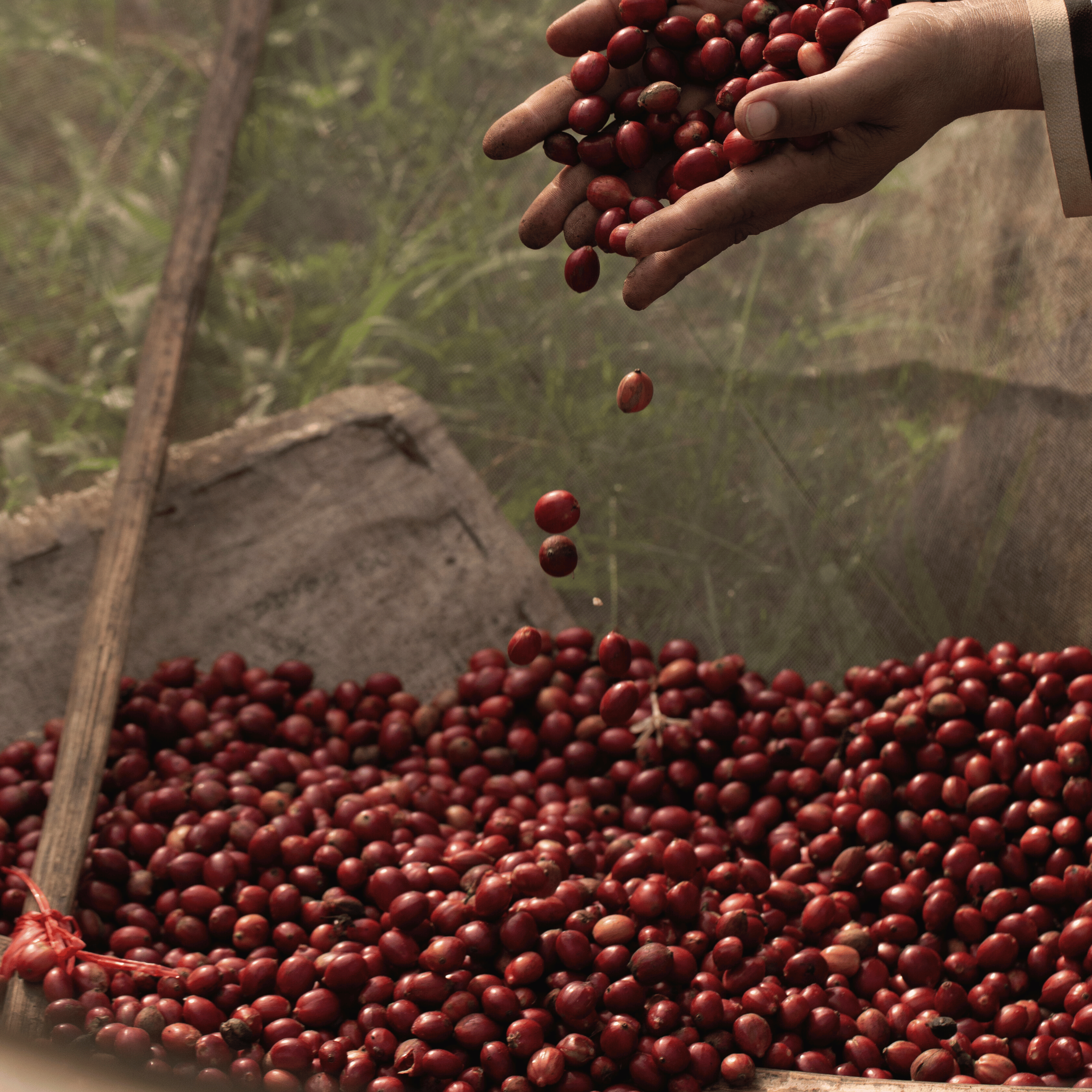 Stempelkaffe smagspakke med kaffe fra Colombia og Tanzania, der viser lysristet og mellemristet kaffe med frugtige og balancerede smagsnuancer.