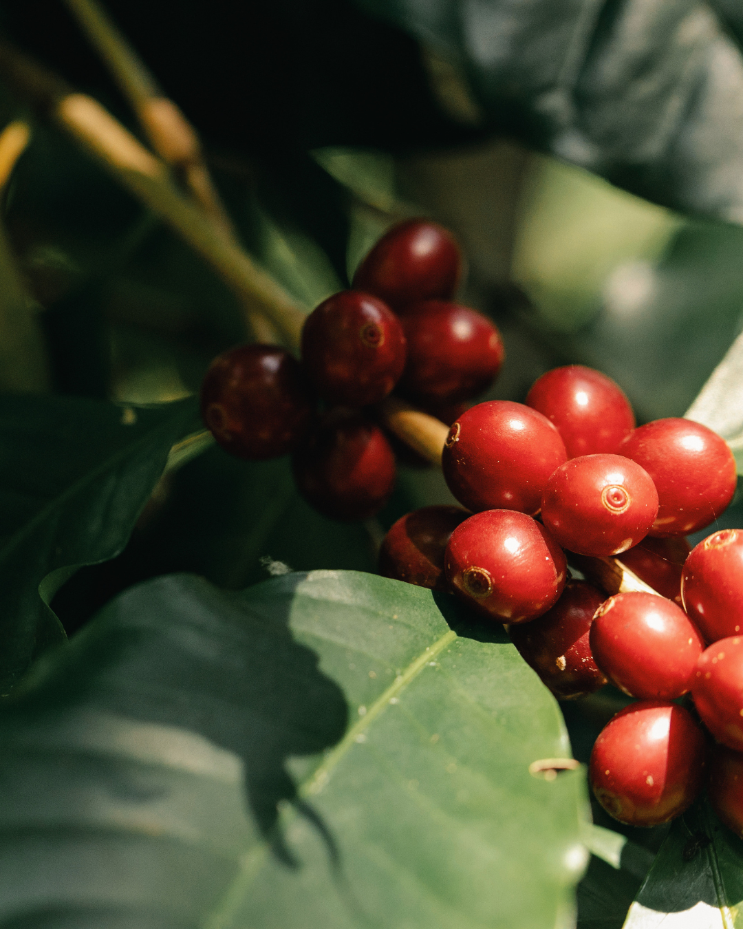 Koffeinfri kaffe fra Brasilien - friskristet decaf fra GITZ Coffee